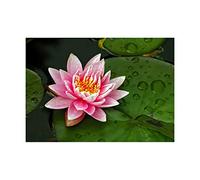 Wee Blue Coo Lotus Flower Lilly Pad Pink Photo Wall Art Print