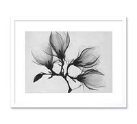 Wee Blue Coo Magnolia Branch Xray Artwork Framed Wall Art Print 12X16 Inch
