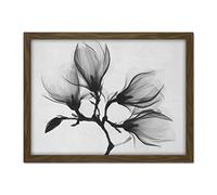Wee Blue Coo Magnolia Branch Xray Artwork Framed Wall Art Print 18X24 Inch