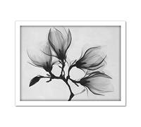 Wee Blue Coo Magnolia Branch Xray Artwork Framed Wall Art Print 18X24 Inch