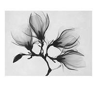 Wee Blue Coo Magnolia Branch Xray Unframed Wall Art Print Poster Home Decor Premium