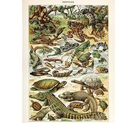Wee Blue Coo Millot Encyclopedia Page Reptiles Snake Tortoise Extra Large XL Wall Art Poster Print