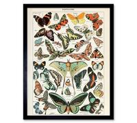 Wee Blue Coo Millot Encyclopedia Page Variety Butterflies 12X16" Framed Wall Art Print