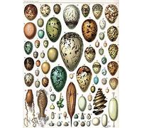 Wee Blue Coo Millot Various Bird Eggs Art Print Poster Wall Decor 12X16 Inch