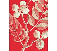 Wee Blue Coo Modern Bold Biodiversity Red Plant Art Print Canvas Premium Wall Decor Poster Mural