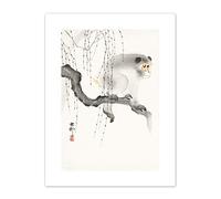 Wee Blue Coo Monkey Tree Branch Ohara Koson Art Print Canvas Premium Wall Decor Poster
