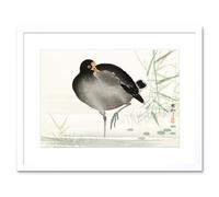 Wee Blue Coo Moorhen Bird Ohara Koson Art Print Framed Poster Wall Decor 9x7 inch