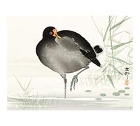 Wee Blue Coo Moorhen Bird Ohara Koson Large Wall Art Print Canvas Premium Poster