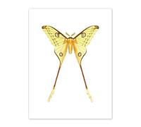 Wee Blue Coo Moth Yellow Illustration Art Print Canvas Premium Wall Decor Poster
