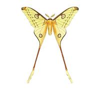 Wee Blue Coo Moth Yellow Illustration Art Print Poster Wall Decor 12X16 Inch