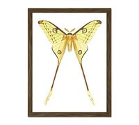 Wee Blue Coo Moth Yellow Illustration Large Framed Art Print Wall Poster 18x24 inch
