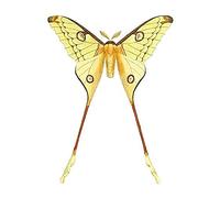 Wee Blue Coo Moth Yellow Illustration Unframed Art Print Poster Wall Decor 12x16 inch