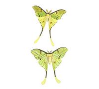 Wee Blue Coo Moths Green Illustration Art Print Poster Wall Decor
