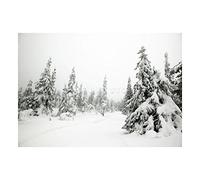Wee Blue Coo Mp Photo Landscape Winter Scene Snow Forest Trees Picture Wall Art Print