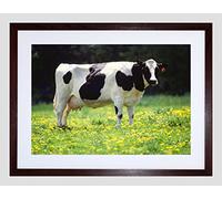 Wee Blue Coo Nature Agriculture Farm Animal Cow Friesian Field Framed Wall Art Print