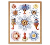Wee Blue Coo Nature Anemones Biology Ernst Haeckel Germany Vintage Art Print Framed Poster Wall Decor 12X16 Inch