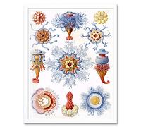 Wee Blue Coo Nature Anemones Biology Ernst Haeckel Germany Vintage Art Print Framed Poster Wall Decor 12X16 Inch