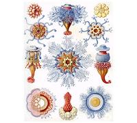 Wee Blue Coo Nature Anemones Biology Ernst Haeckel Germany Vintage Art Print Poster Wall Decor 12X16 Inch