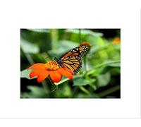 Wee Blue Coo NATURE ANIMAL BEAUTIFUL MONARCH BUTTERFLY CLOSE UP FRAMED ART PRINT B12X3949
