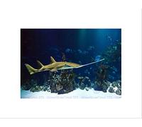 Wee Blue Coo NATURE ANIMAL FISH CARPENTER SHARK PREDATOR TROPIC SEA BED FRAMED PRINT B12X3985