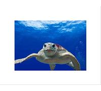 Wee Blue Coo Nature Animal Turtle Loggerhead Sea Reptile Wall Art Print