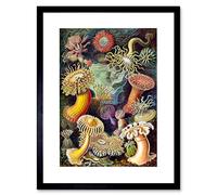 Wee Blue Coo Nature Biology Anemone Ernst Haeckel Germany Vintage Framed Wall Art Print