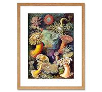 Wee Blue Coo Nature Biology Anemone Ernst Haeckel Germany Vintage Framed Wall Art Print