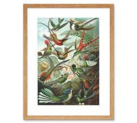 Wee Blue Coo Nature Biology Bird Humming Ernst Haeckel Germany Vintage Art Framed Wall Art Print