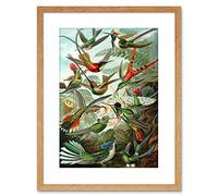 Wee Blue Coo Nature Biology Bird Humming Haeckel Framed Wall Art Print