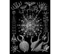 Wee Blue Coo Nature Biology Ernst Haeckel Sea Creature Germany Biology Art Print Poster Wall Decor 12X16 Inch