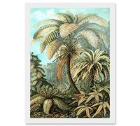 Wee Blue Coo Nature Biology Ferns Ernst Haeckel botanical Vintage Artwork Framed Wall Art Print A4