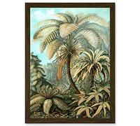 Nature Biology Ferns Ernst Haeckel botanical Vintage Artwork Framed Wall Art Print A4 Artery8 Brown One Size