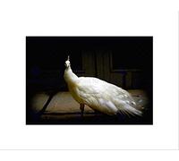 Wee Blue Coo NATURE BIRD WHITE PEACOCK FEATHER BEAUTIFUL BLACK FRAMED ART PRINT B12X7889