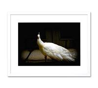 Wee Blue Coo Nature Bird White Peacock Feather Beautiful Framed Wall Art Print