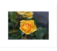 Wee Blue Coo NATURE BOTANY YELLOW ROSE TEXAS PLANT BLACK FRAMED ART PRINT PICTURE B12X4032