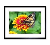 Wee Blue Coo Nature Butterfly Monarch Flower Pollen Insect Framed Wall Art Print