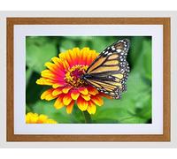 Wee Blue Coo Nature Butterfly Monarch Flower Pollen Insect Framed Wall Art Print