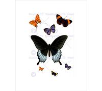 Wee Blue Coo Nature Butterfly Wing Insect Bug Beautiful Wall Art Print