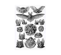 Wee Blue Coo Nature Ernst Haeckel Bat Biology Germany Picture Wall Art Print
