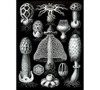 Wee Blue Coo Nature Ernst Haeckel Fungus Mushroom Toadstool Biology Germany Large Art Print Poster Wall Decor 18x24 inch