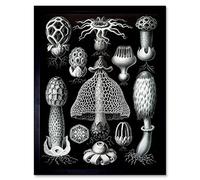 Wee Blue Coo Nature Ernst Haeckel Gus Mushroom Toadstool Biology Germany Art Print Framed Poster Wall Decor 12X16 Inch