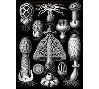Wee Blue Coo Nature Ernst Haeckel Gus Mushroom Toadstool Biology Germany Art Print Poster Wall Decor 12X16 Inch