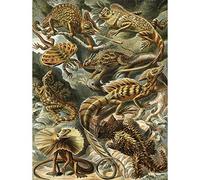 Wee Blue Coo Nature Ernst Haeckel Iguana Lizard Biology Germany Vintage Ad Art Print Poster Wall Decor 12X16 Inch
