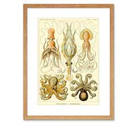 Wee Blue Coo Nature Ernst Haeckel Octopus Biology Germany Framed Art Print Picture F12X616