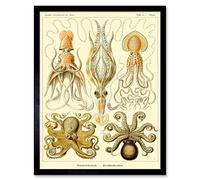 Wall Art Print Ernst Haeckel Octopus Squid Gamochonia Biology Sea Animal Nature Germany Vintage Art Framed Artery8 Black W12 inch x H16 inch