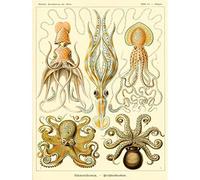 Wee Blue Coo Nature Ernst Haeckel Octopus Biology Germany Vintage Art Print Poster Wall Decor 12X16 Inch