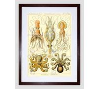 Wee Blue Coo Nature Ernst Haeckel Octopus Biology Germany Vintage Framed Wall Art Print