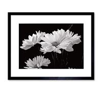 Wee Blue Coo Nature Flowers Daisy Black White Framed Wall Art Print