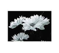 Wee Blue Coo Nature Flowers Daisy Black White Wall Art Print