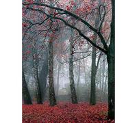 Wee Blue Coo Nature Forest Tree Autumn Fall Beautiful Red Art Print Poster Wall Decor 12X16 Inch